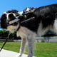 Image for article titled The Coming Age Of Cyborg Animals